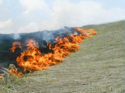 В Константиновке горят поля и лесополосы