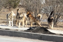 Стоимость Константиновской бездомной собаки возросло до 1400 гривен