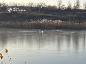 Лебеди в беде: спасатели вызволили птиц из ледяной ловушки