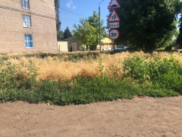 Городские «джунгли»: Константиновка зарастает бурьяном